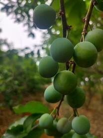 李子果