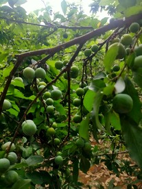 李子果