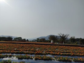 花田