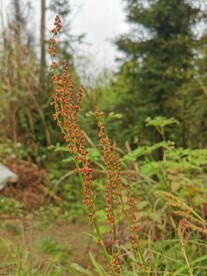 稗草