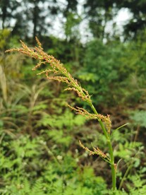 稗草