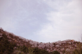 山花