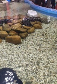 水中石头