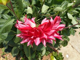 小丽菊 小丽花