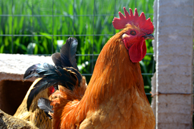 小麦地精神公鸡特写