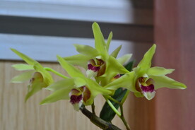 石斛花