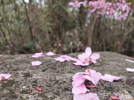 鲜花花朵花瓣