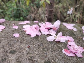 鲜花花朵花瓣