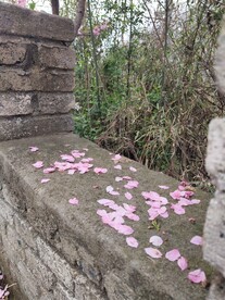 鲜花花朵花瓣