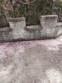 鲜花花朵花瓣