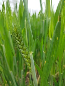 麦苗麦子小麦