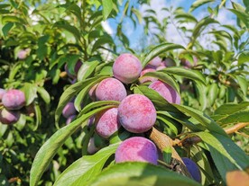 脆红李