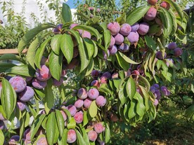 脆红李