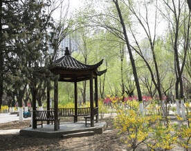 城市公园 春天