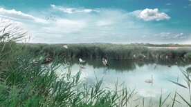 芦竹湿地效果图