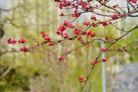 梅花 朱砂梅油画效果