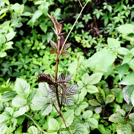 乌蔹莓