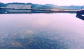 湖面