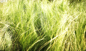 绿色草丛 绿色植物