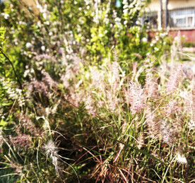 绿色植物 草丛 小草