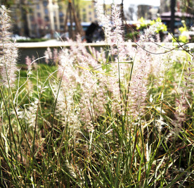 绿色 草丛 植物