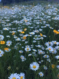 洋甘菊