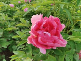 红牡丹花