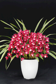 大花蕙兰高清图片