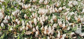 小花丛