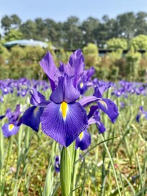 鸢尾花