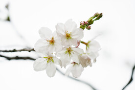 梨花绽放