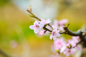 春天里的粉色桃花
