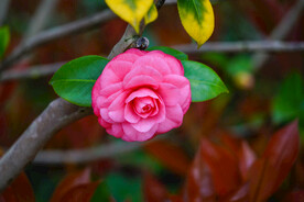山茶花