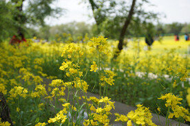 春天的油菜花海花朵
