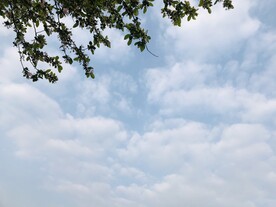 海棠花树蓝天白云