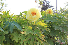 黄牡丹花