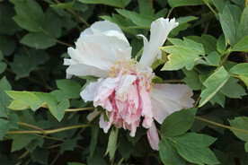 白牡丹花