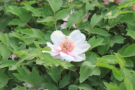 白牡丹花