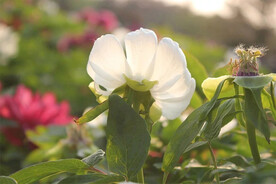 白牡丹花