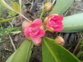 八角花