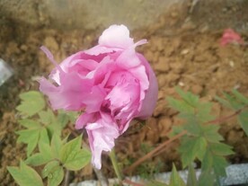 芍药