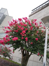 紫薇花开