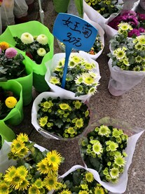 鲜花