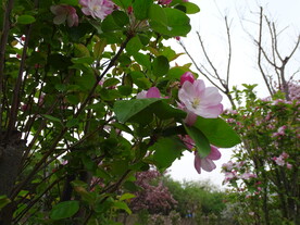 花朵特写