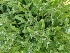 小花丛