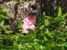 粉牡丹
