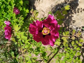 强光下的红牡丹