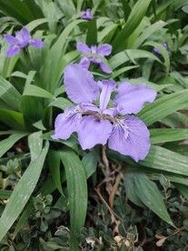 紫色鸢尾花