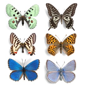 多品种花蝴蝶图片