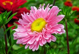 漂亮的翠菊